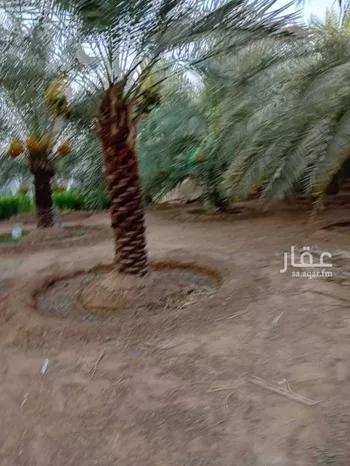 مزرعة للبيع في شارع الضبيعة 12, حي الضبيعة, مدينة الخرج, منطقة الرياض صورة 2