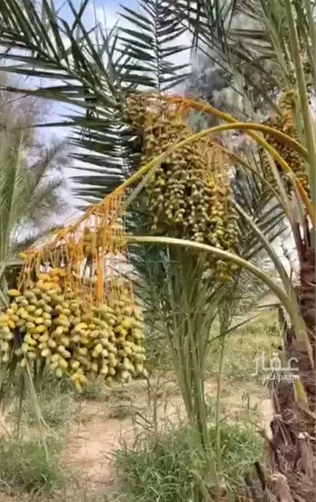 مزرعة للبيع في بيشة ، بيشة صورة 2