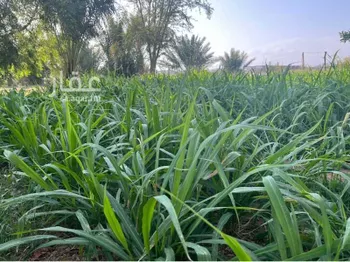 مزرعة للبيع في بيشة ، بيشة صورة 4