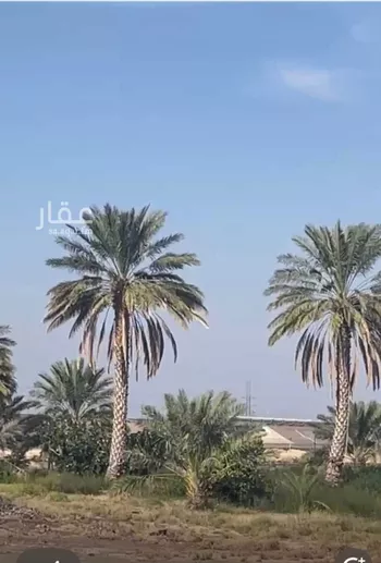 مزرعة للبيع في شارع ابار الماشي 356, حي ابيار الماشي, مدينة المدينه المنوره, منطقة المدينة المنورة صورة 2