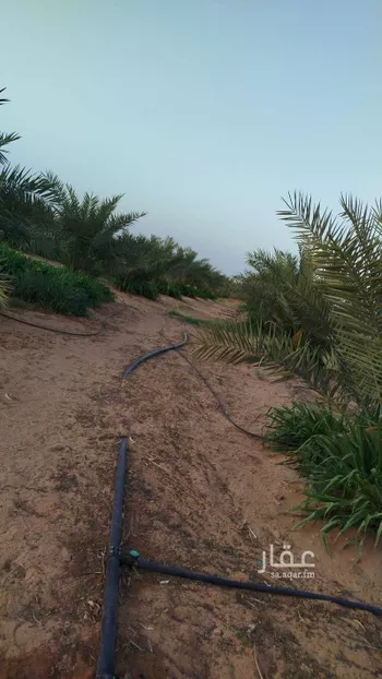 مزرعة للبيع في شارع الخضير, حي طيبة, مدينة رياض الخبراء, منطقة القصيم صورة 3