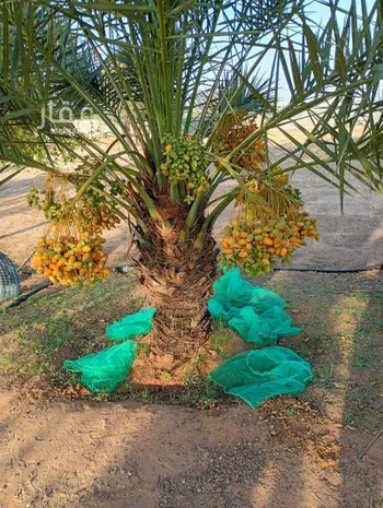مزرعة للبيع في شارع يزيد بن الاسود ، الارطاوية ، المجمعة صورة 2