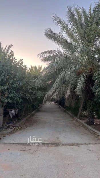 مزرعة للبيع في شارع البكيريه 884, مدينة امهات الذيابه, منطقة القصيم