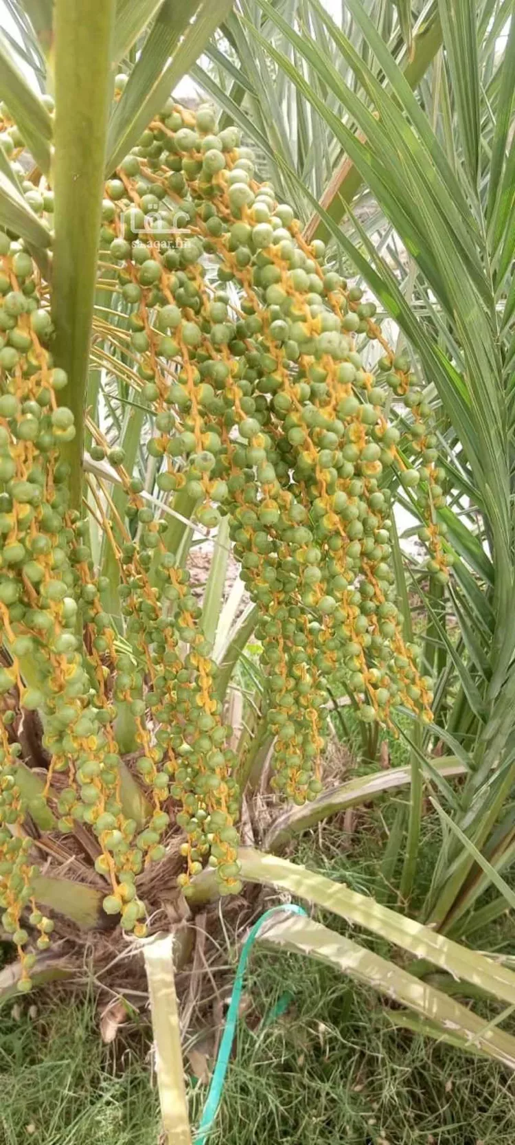 مزرعة للبيع في مزرعة عبدالمعين المطيري ، المدينة المنورة ، منطقة المدينة المنورة