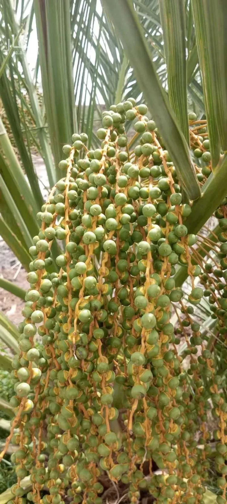 مزرعة للبيع في مزرعة عبدالمعين المطيري ، المدينة المنورة ، منطقة المدينة المنورة صورة 2