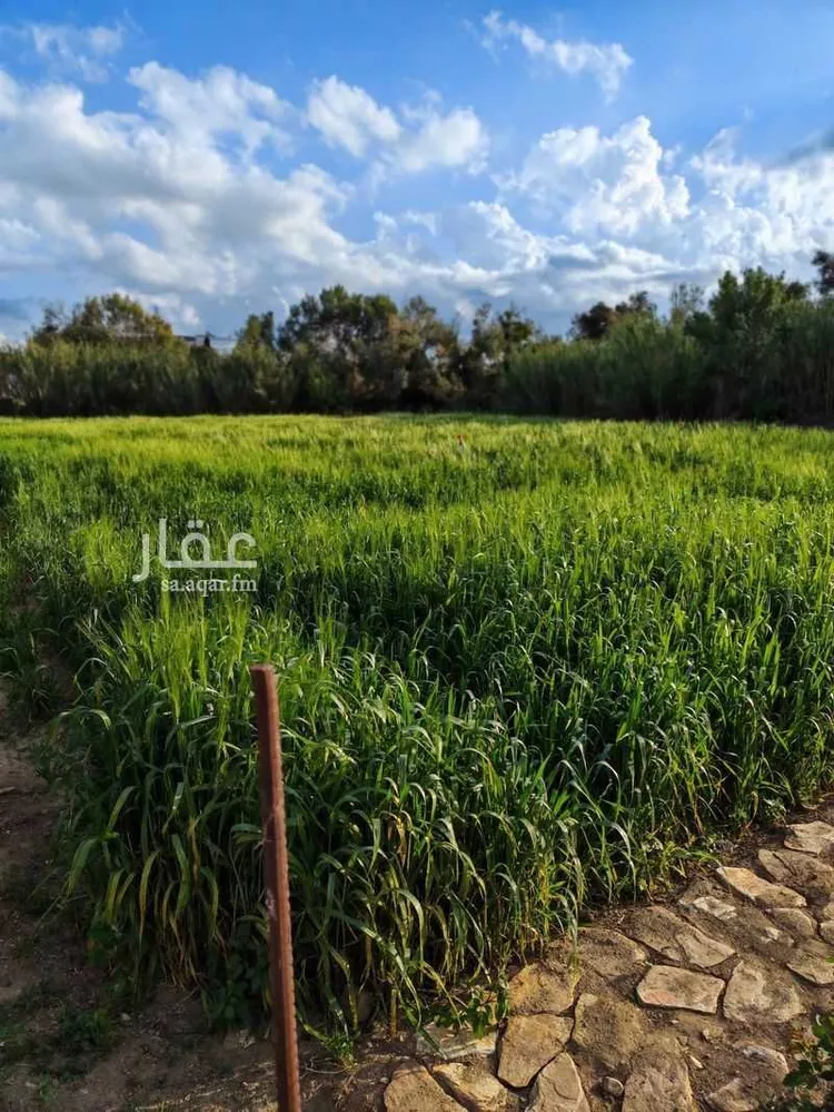 مزرعة للبيع في شارع العريق ، حي المحالة ، ابها ، منطقة عسير