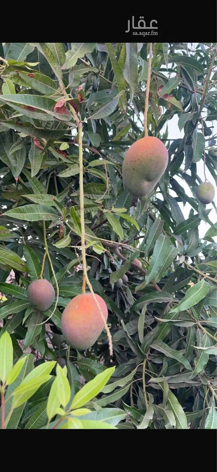 مزرعة للبيع في شارع الحارث بن عبدالمطلب, حي العيرج, مدينة العيرج, منطقة عسير 18