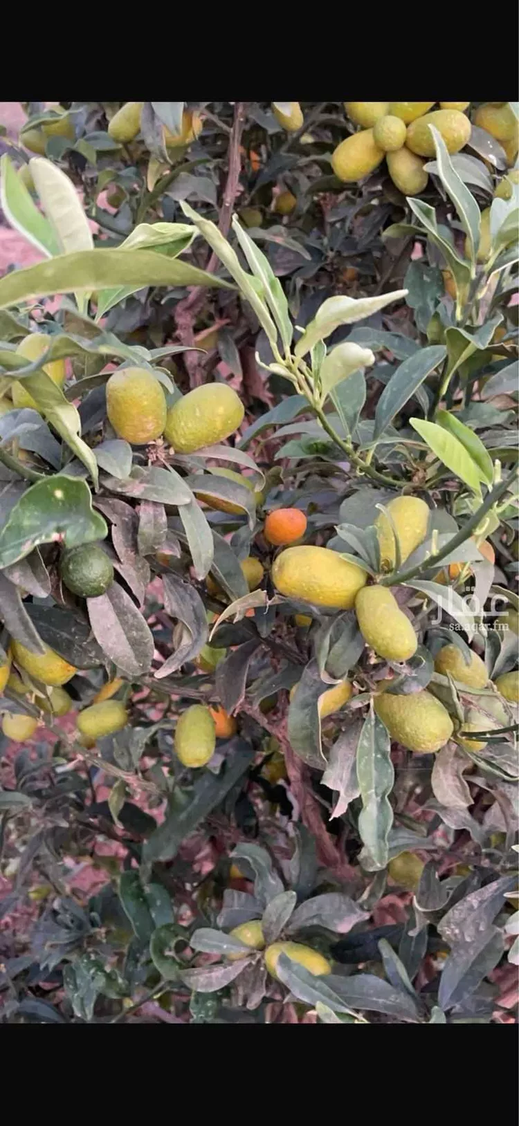 مزرعة للبيع في شارع الحارث بن عبدالمطلب, حي العيرج, مدينة العيرج, منطقة عسير 22