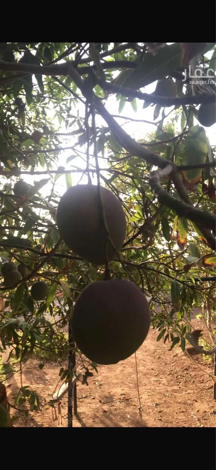 مزرعة للبيع في شارع الحارث بن عبدالمطلب, حي العيرج, مدينة العيرج, منطقة عسير 20