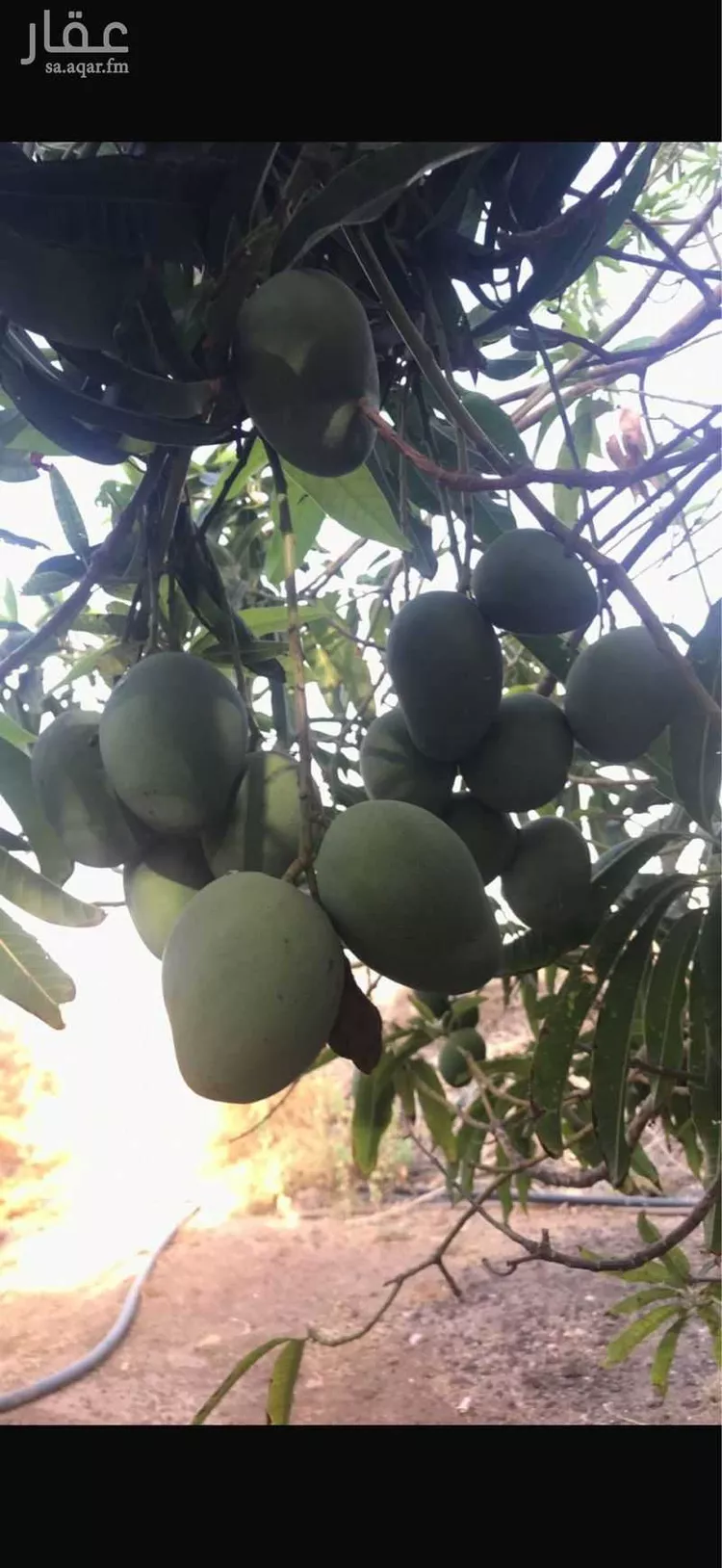 مزرعة للبيع في شارع الحارث بن عبدالمطلب, حي العيرج, مدينة العيرج, منطقة عسير 19