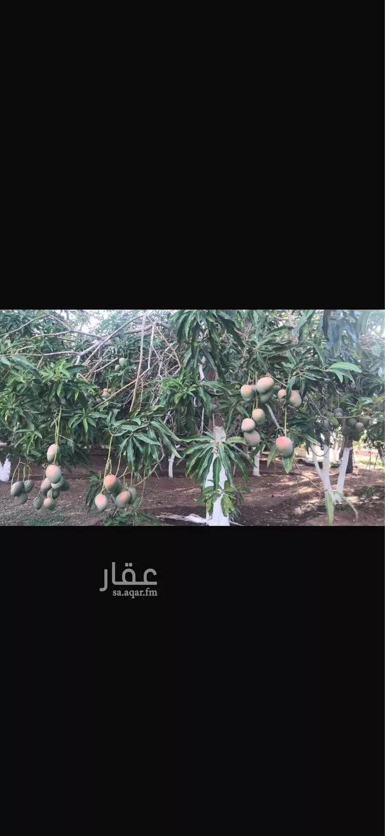 مزرعة للبيع في شارع الحارث بن عبدالمطلب, حي العيرج, مدينة العيرج, منطقة عسير 23