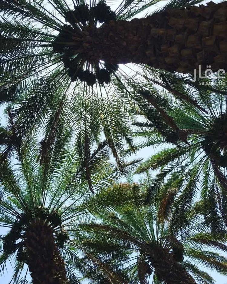 أرض للإيجار في شارع غير مسمى , حي النقيع, مدينة النقيع, منطقة عسير