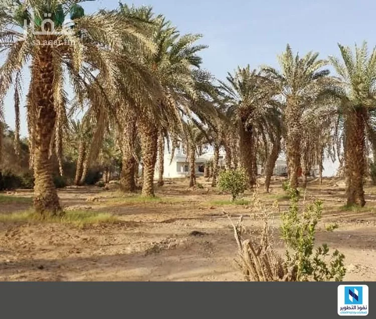مزرعة للإيجار في شارع  حذيفة ابن اليماني الازدي, حي القطار, مدينة الخرج, منطقة الرياض صورة 2