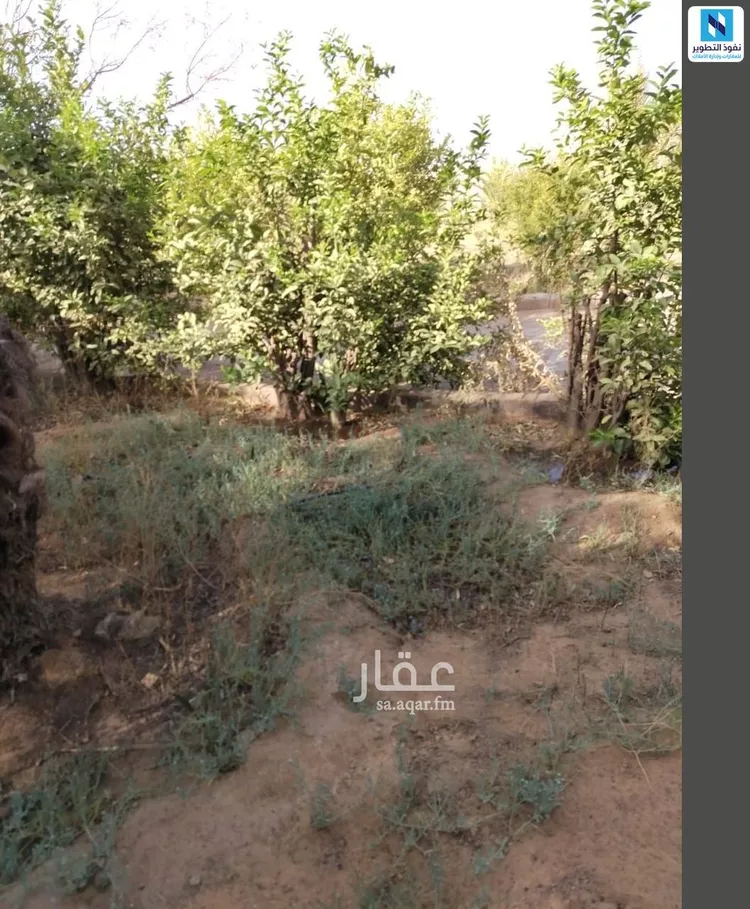 أرض للإيجار في شارع عمر بن الخطاب, حي التوفيق, مدينة بريده, منطقة القصيم صورة 4