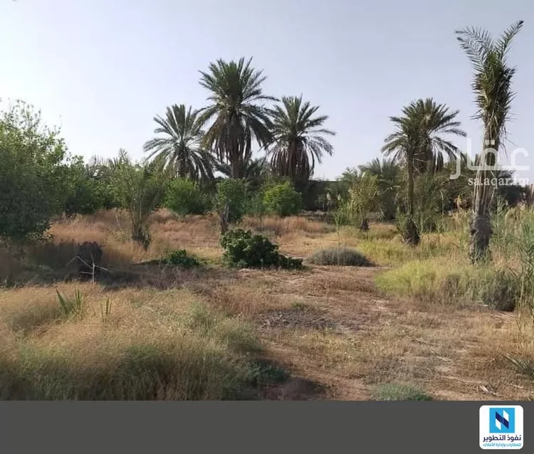 مزرعة للإيجار في شارع عمر بن الخطاب, حي التوفيق, مدينة بريدة, منطقة القصيم صورة 2