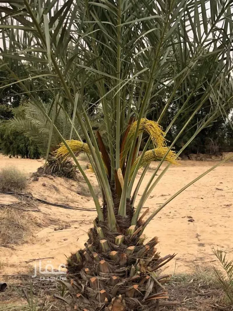 Land for Sale in Al Jubail Tebah Subdivision 6