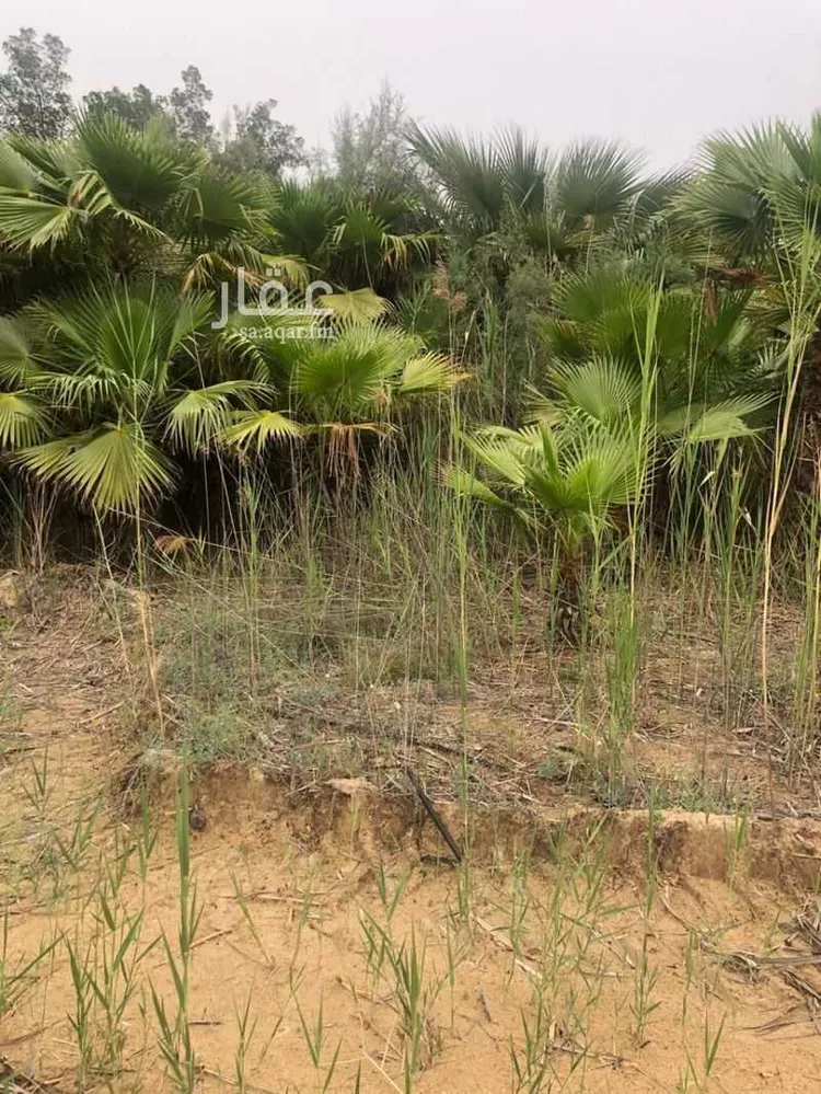 أرض للبيع في شارع طريق ابو حدرية, مدينة الجبيل, المنطقة الشرقية صورة 3