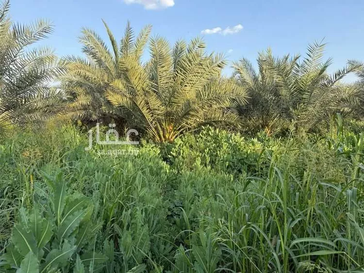 مزرعة للبيع في شارع الحصين بن الحارث القرشي, مدينة قريه ديراب, منطقة الرياض صورة 4