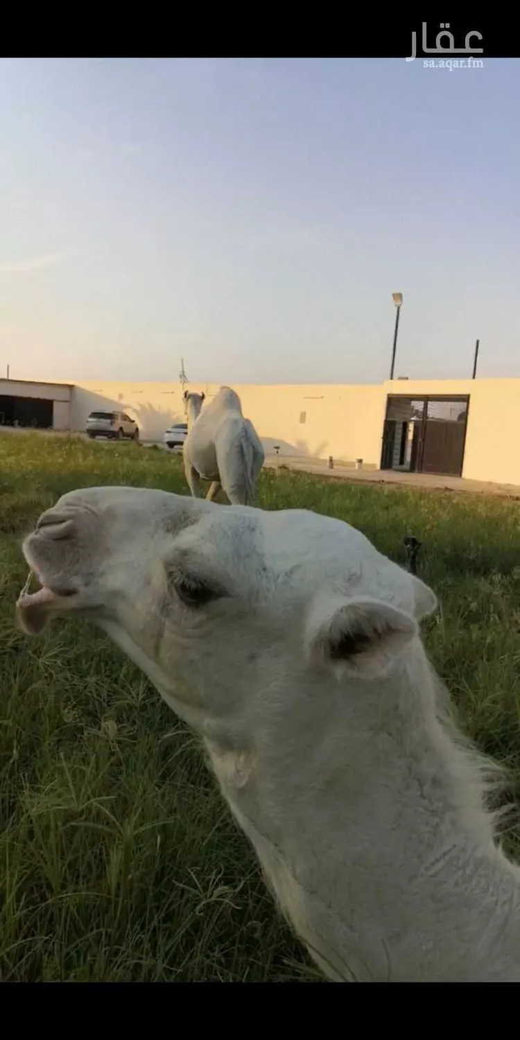 استراحة للبيع في شارع المباركة ، الخرج ، الخرج صورة 4