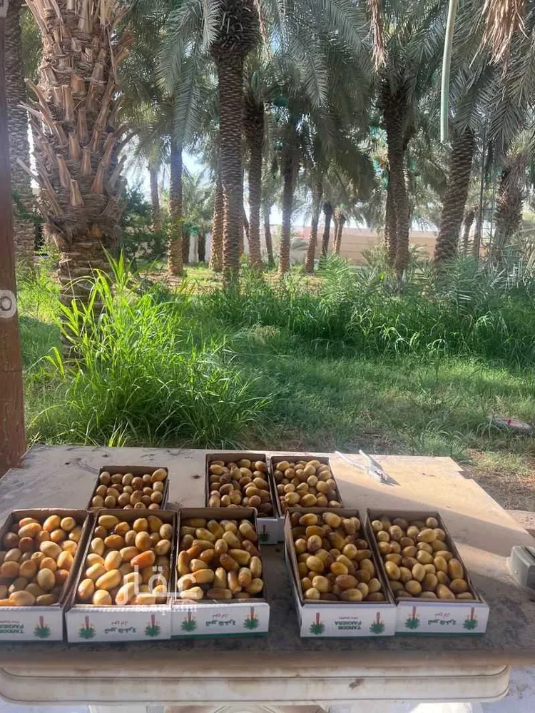 مزرعة للبيع في شارع شارع الصقورية 27 , حي حضار, مدينة المزاحميه, منطقة الرياض صورة 2