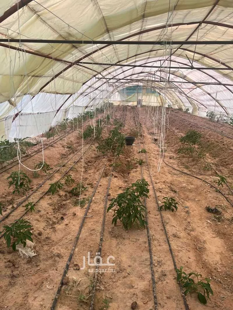 مزرعة للبيع في حي القهيب, مدينة امارة منطقة مكة المكرمة - الطائف, منطقة مكة المكرمة 23