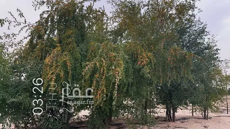 مزرعة للبيع في حي السديره, مدينة السديره, المنطقة الشرقية صورة 3