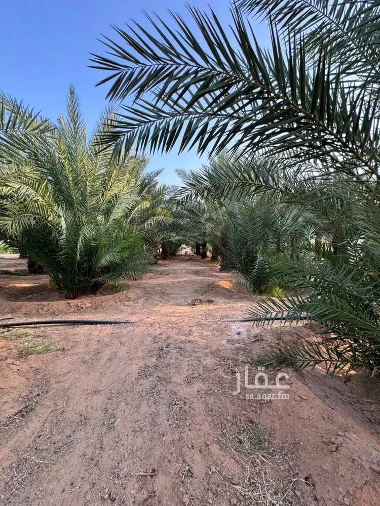 مزرعة للبيع في حي حفيرة السبعة الغربي, مدينة الشملى, منطقة حائل صورة 2