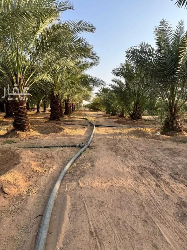 مزرعة للبيع في حي حفيرة السبعة الغربي, مدينة الشملى, منطقة حائل صورة 4