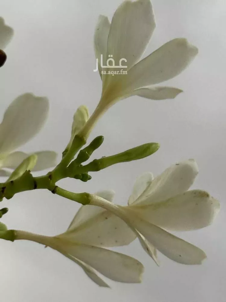 غرفة للإيجار في حي العضيان ، جدة ، جدة صورة 2