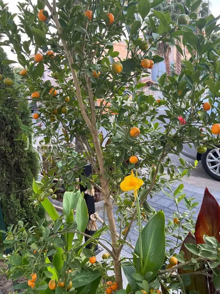 شقة للإيجار في شارع عبدالمطلب بن هاشم, حي السداد, مدينة الطائف, منطقة مكة المكرمة صورة 4