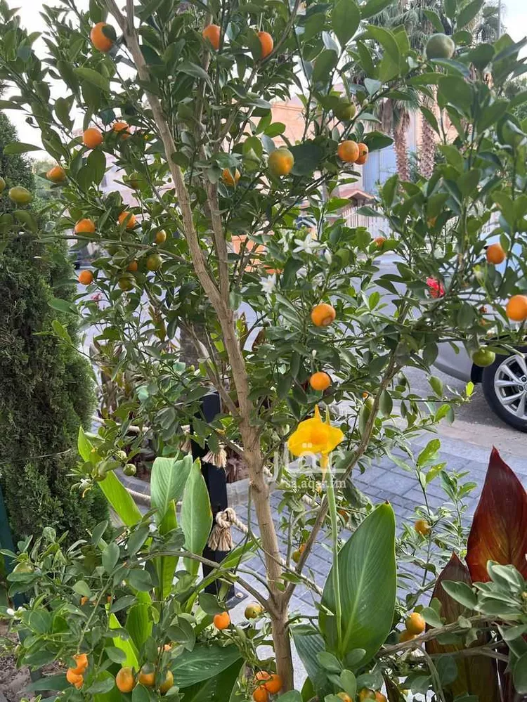 شقة للإيجار في شارع عبدالمطلب بن هاشم ، حي السداد ، الطائف ، الطائف صورة 2