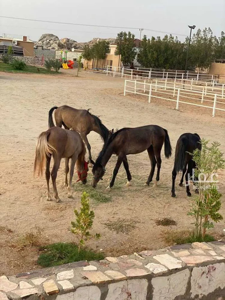 شاليه واستراحة للحجز في شارع فضيلة الشيخ مفتي زاده أحمد ، حي الرحمانية ، جدة ، جدة 15
