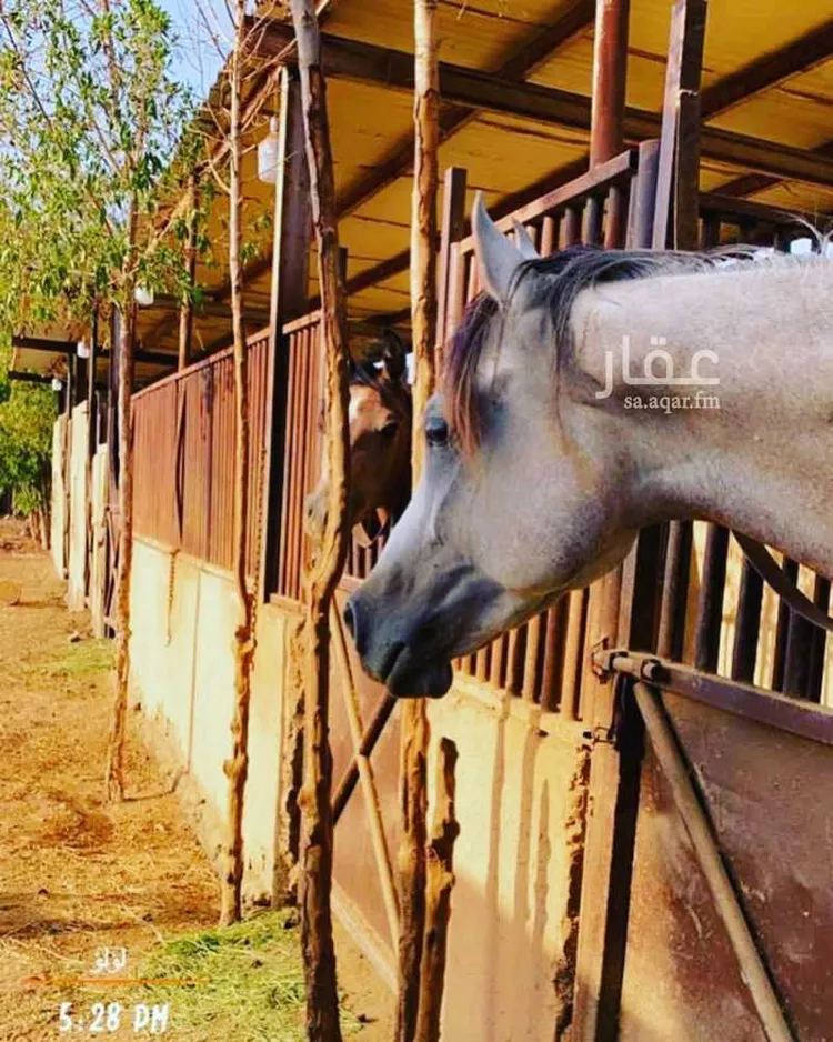 مزرعة للإيجار في ذهبان ، الجموم صورة 3