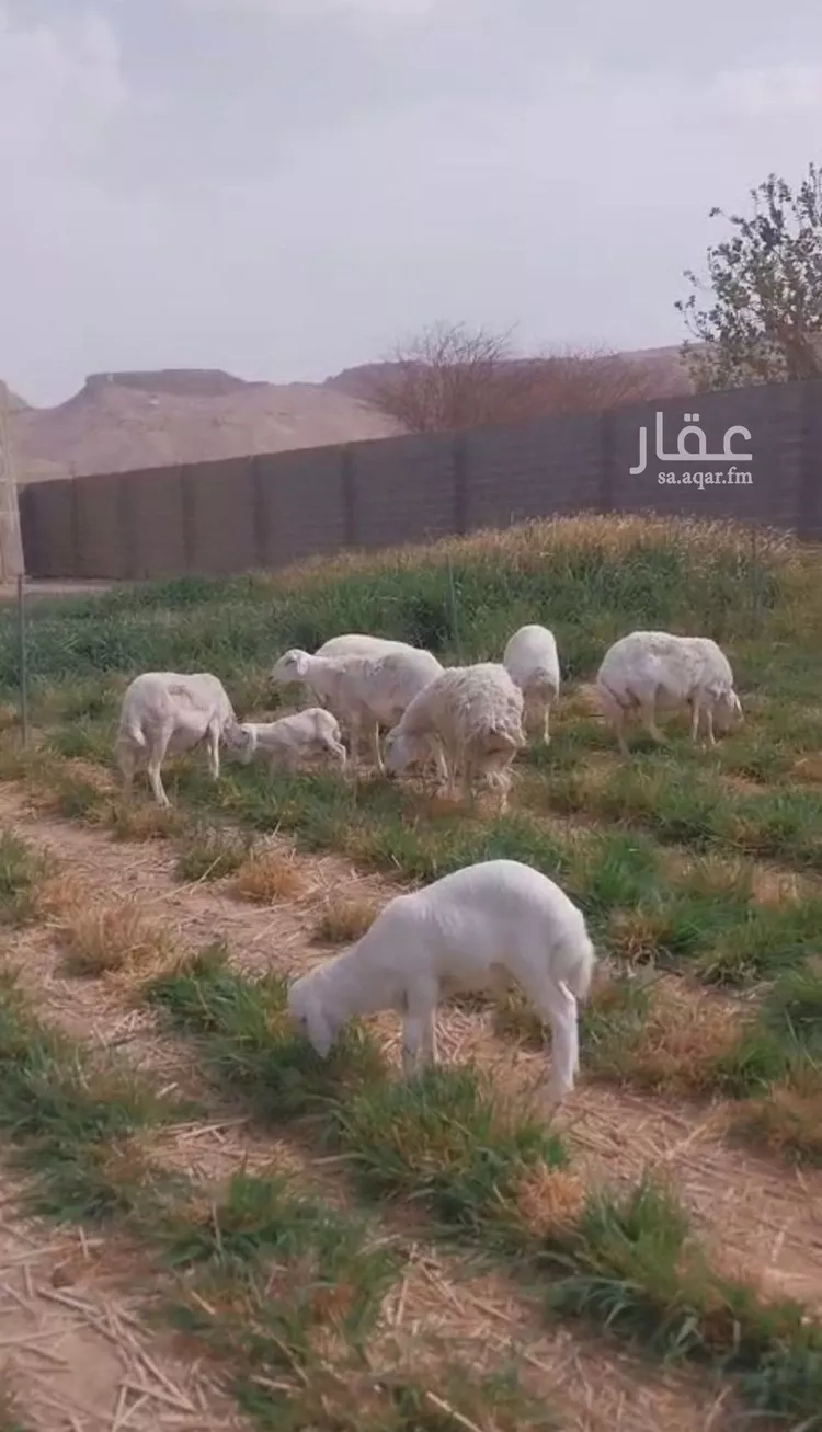 استراحة للبيع في شارع هجرة الاوسط 2735, حي تجمع سكاني الحنية, مدينة تجمع سكاني الحنية, منطقة الرياض صورة 3
