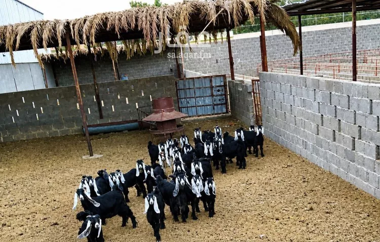 أرض للبيع في شارع هجرة الاوسط 2735, حي تجمع سكاني الحنية, مدينة تجمع سكاني الحنية, منطقة الرياض صورة 3