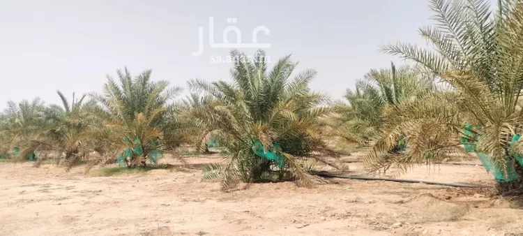 مزرعة للبيع في حي مزرعه بن علي والدواجن وماحولها, مدينة مزرعه بن علي والدواجن وماحولها, منطقة الرياض صورة 3