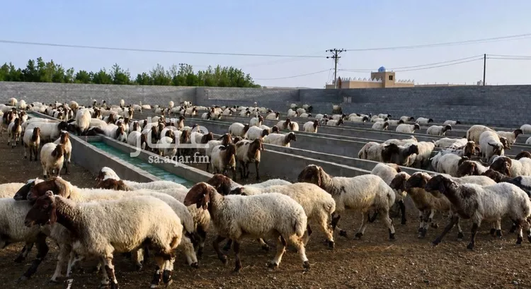 أرض للبيع في شارع هجرة الاوسط 2735, حي تجمع سكاني الحنية, مدينة تجمع سكاني الحنية, منطقة الرياض صورة 2