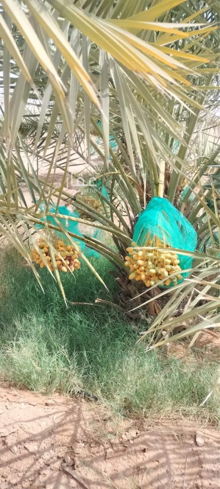 مزرعة للبيع في حي مزرعه بن علي والدواجن وماحولها, مدينة مزرعه بن علي والدواجن وماحولها, منطقة الرياض صورة 2