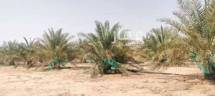 مزرعة للبيع في حي مزرعه بن علي والدواجن وماحولها, مدينة مزرعه بن علي والدواجن وماحولها, منطقة الرياض صورة 4