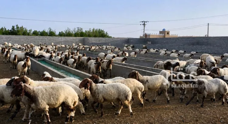 استراحة للبيع في شارع هجرة الاوسط 2735, حي تجمع سكاني الحنية, مدينة تجمع سكاني الحنية, منطقة الرياض 20