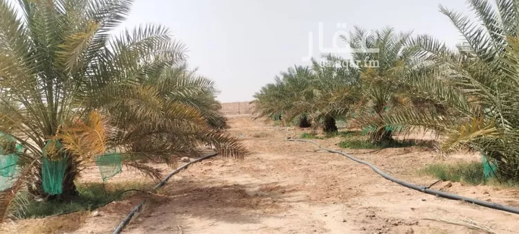 مزرعة للبيع في حي مزرعه بن علي والدواجن وماحولها, مدينة مزرعه بن علي والدواجن وماحولها, منطقة الرياض