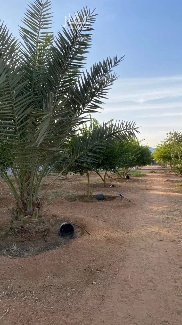 استراحة للبيع في حي هجره الذيبيه وخضراء, مدينة هجره الذيبيه وخضراء, منطقة الرياض صورة 2