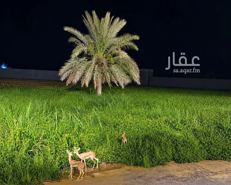استراحة للبيع في شارع هجرة الاوسط 2735, حي تجمع سكاني الحنية, مدينة تجمع سكاني الحنية, منطقة الرياض 10