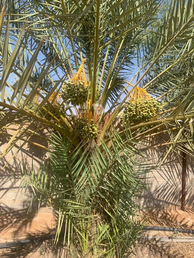 مزرعة للبيع في شارع جو 478, مدينة ضرما, منطقة الرياض 30