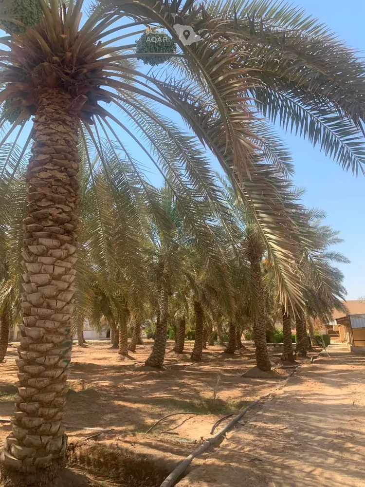 مزرعة للبيع في شارع جو 478, مدينة ضرما, منطقة الرياض 5