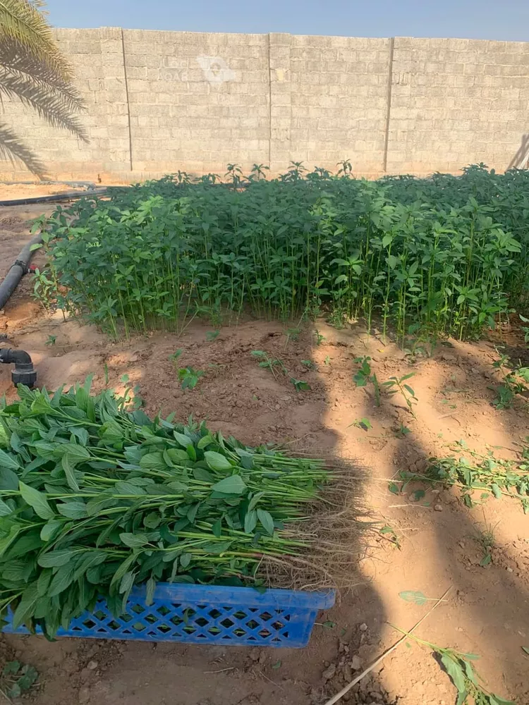 مزرعة للبيع في شارع جو 478, مدينة ضرما, منطقة الرياض 3