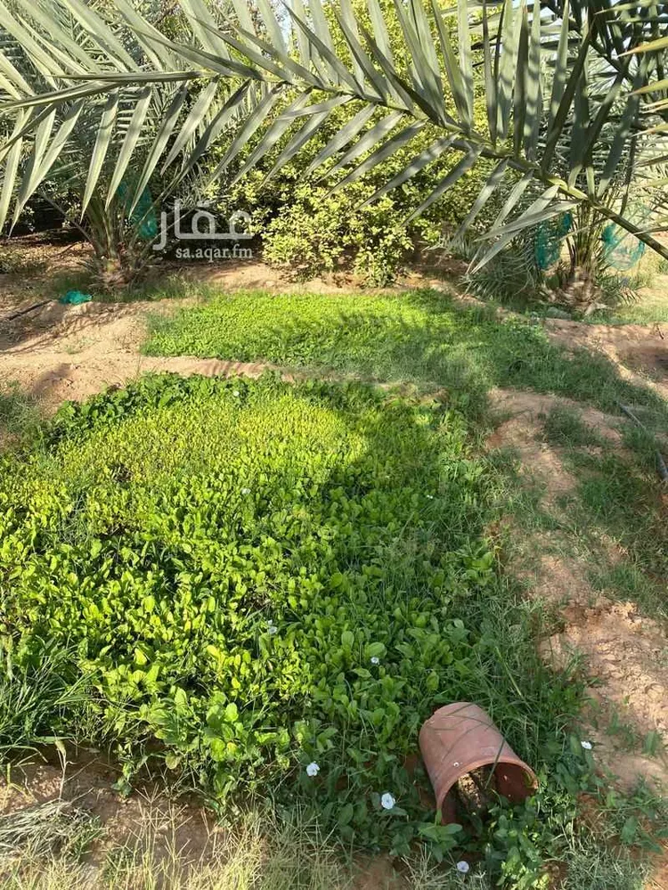 مزرعة للبيع في شارع جعفر بن ربيعه, حي مشرف, مدينة الخرج, منطقة الرياض صورة 3