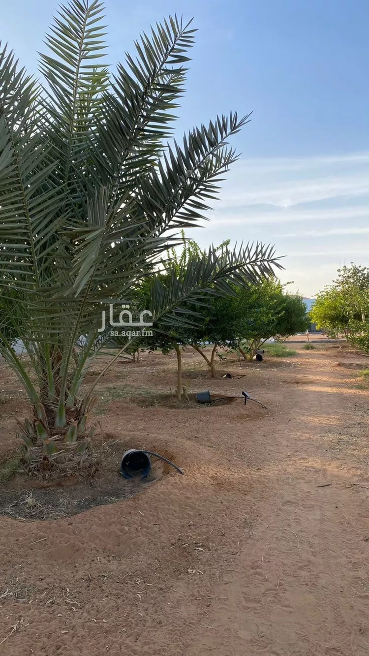 مزرعة للبيع في حي هجره الذيبيه وخضراء, مدينة هجره الذيبيه وخضراء, منطقة الرياض صورة 2