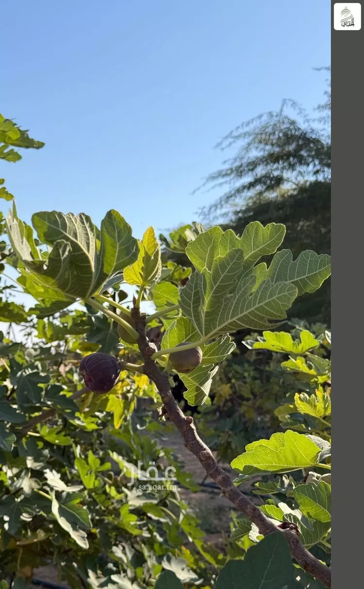 أرض للبيع في حي مزارع اوراط, مدينة مزارع اوراط, منطقة الرياض صورة 3