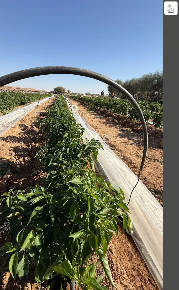 أرض للبيع في حي مزارع اوراط, مدينة مزارع اوراط, منطقة الرياض صورة 4
